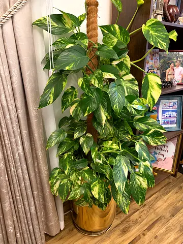 Large Golden Pothos (Epipremnum) Indoor Floor Plant with Moss Pole