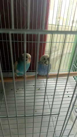 Cage with Tamed Budgies