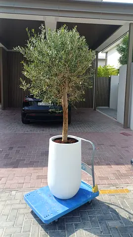 Potted Olive Tree in Tall White Planter — Mature, Ready for Patio or Indoor Use