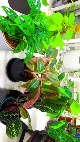 Indoor plants for sale