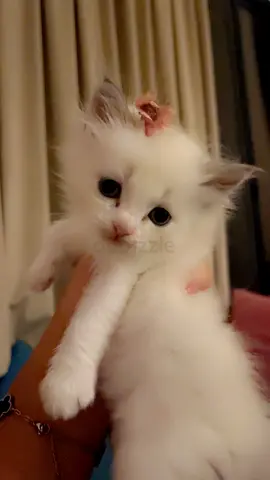 kittens for adoption