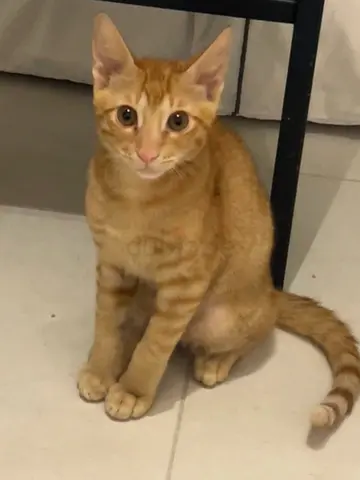 🧡 Meet Ronaldo — looking for his forever family! 🧡