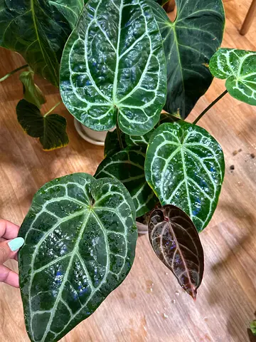 Anthurium SKG Pink Lemonade x Zara Michelle  Aed350/-. Pickup near financial center metro. Delivery