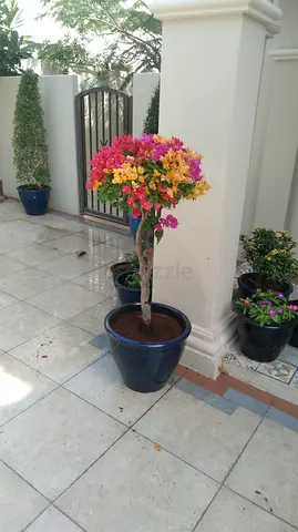 Bougainvillea topiary in large blue ceramic pot — healthy, flowering