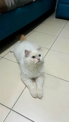 Cat for adoption