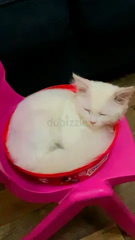 Turkish angora 5 months old female white fluffy cat available