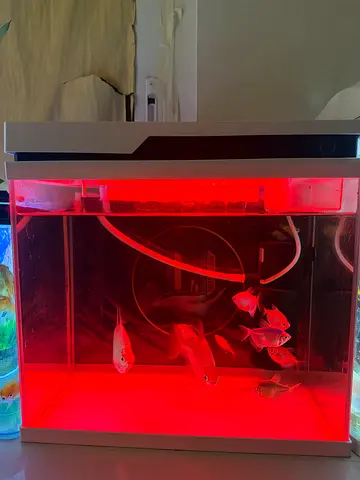 Aquarium tank setup with small schooling fish and LED lighting