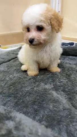 Small fluffy white puppy available for adoption