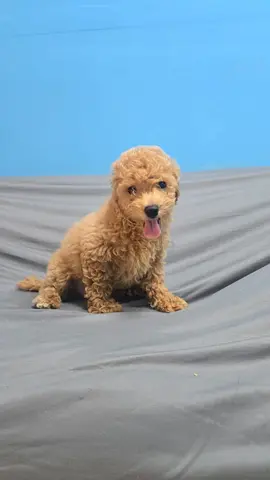 miniature Apricot poochon Puppy — Friendly and Playful