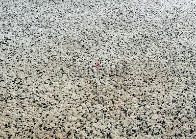 IKEA 200*270 carpet