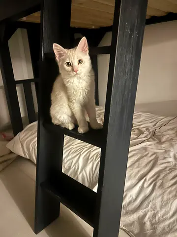 🤍 Meet Coco — looking for her forever family! 🤍