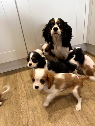 Cavalier King Charles Spaniel puppies