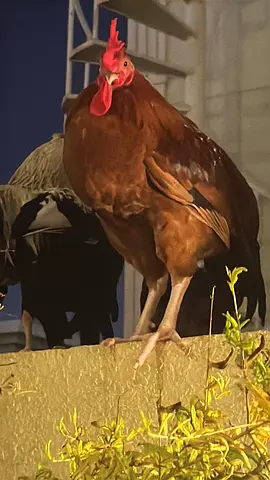I am looking to trade my male chickens for female chickens