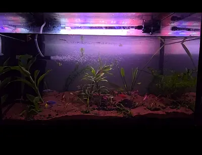 Aquarium with free fish and water plant for sale
