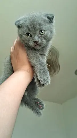 Scotch Fold kitten