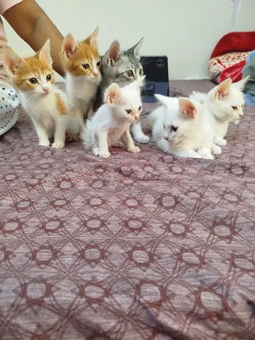 6 kittens for adoption