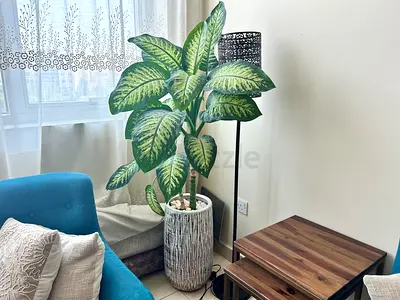 Large indoor potted Dieffenbachia / dumb cane plant in decorative planter