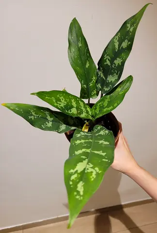 Aglaonema Maria - Indoor Plant