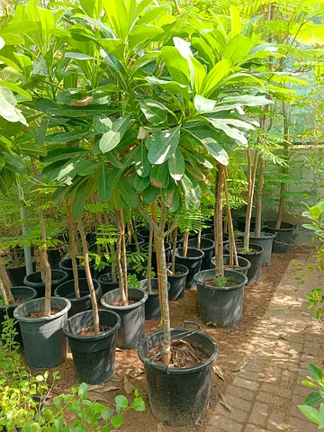 Potted ornamental trees (ready to plant) - healthy green foliage