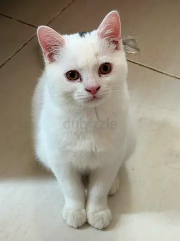 pets