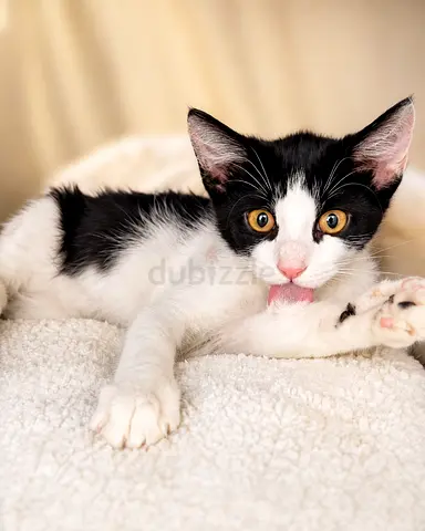 Kitten for adoption