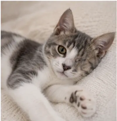 Peeka - A beautiful male Arabian Mau Kitten for adoption