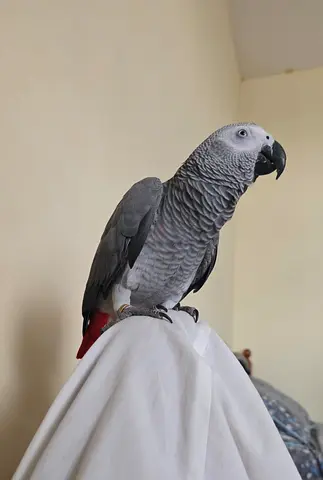 Lost parrot in MBZ , ME shabiya 12
