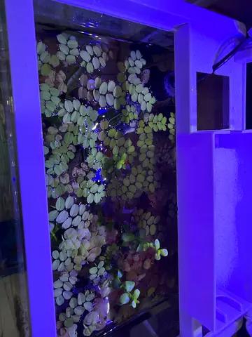 Small aquarium tank with floating plants and filter setup