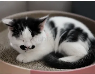 Patch - A beautiful female Arabian Mau kitten ready for her forever home