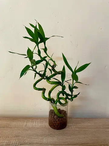 Spiral Bamboo