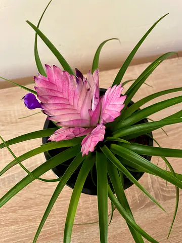 Pink Quill Plant