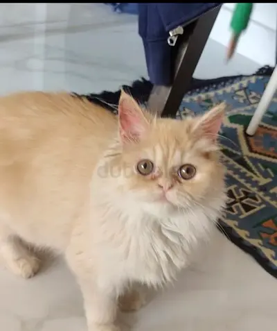 Persian cat