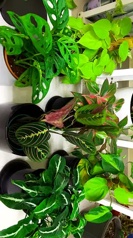 Indoor plants for sale