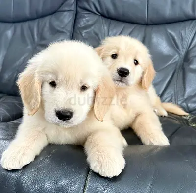 Golden Retriever Puppies Available