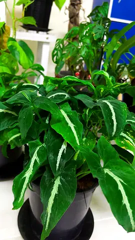 Indoor plant for sale