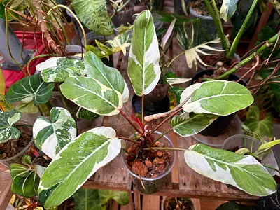 Philodendron Shady lady The Philodendron variegated ‘Shady Lady' is a cultivated mutation of the Ph