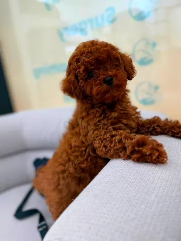 Pet