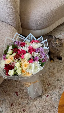 Friendly long-haired cat — calm, indoor companionللتبني