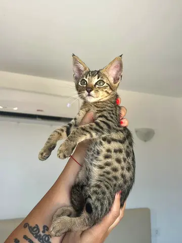 sav - annah kittens