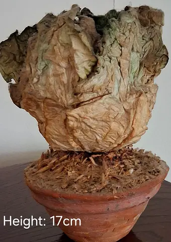 Potted decorative dried plant in terracotta pot - 17cm height