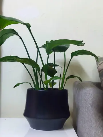 Indoor plants