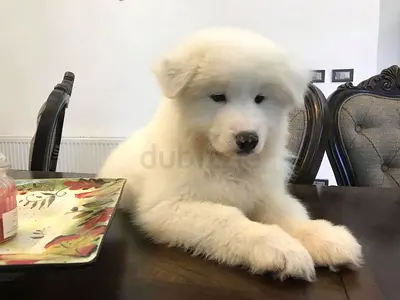 Samoyed puppies