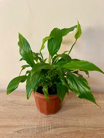 Peace lily (small)