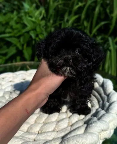 Small pocket size puppy