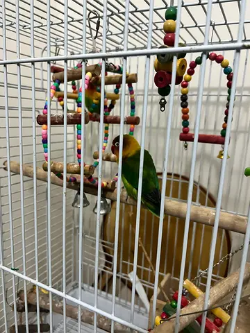 Birds cage with 3 African love birds for free