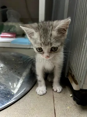 Rescue kitten, needs a new home