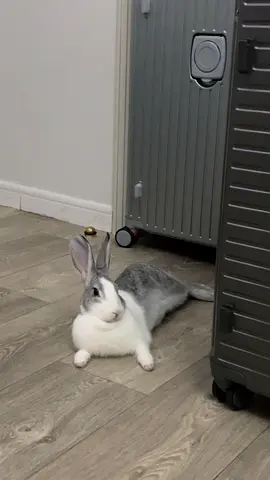Rabbit for Free Adoption