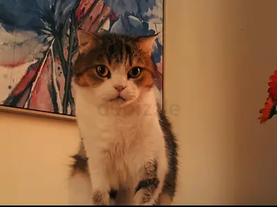 Urgent Free Adoption: 2 Loving Cats Needing Home.