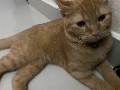 4 month old cat available for FREE adoption comes with free litter box and a bit of cat litter dirt