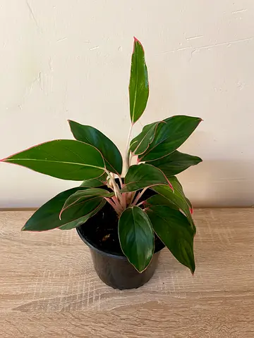 Aglonema